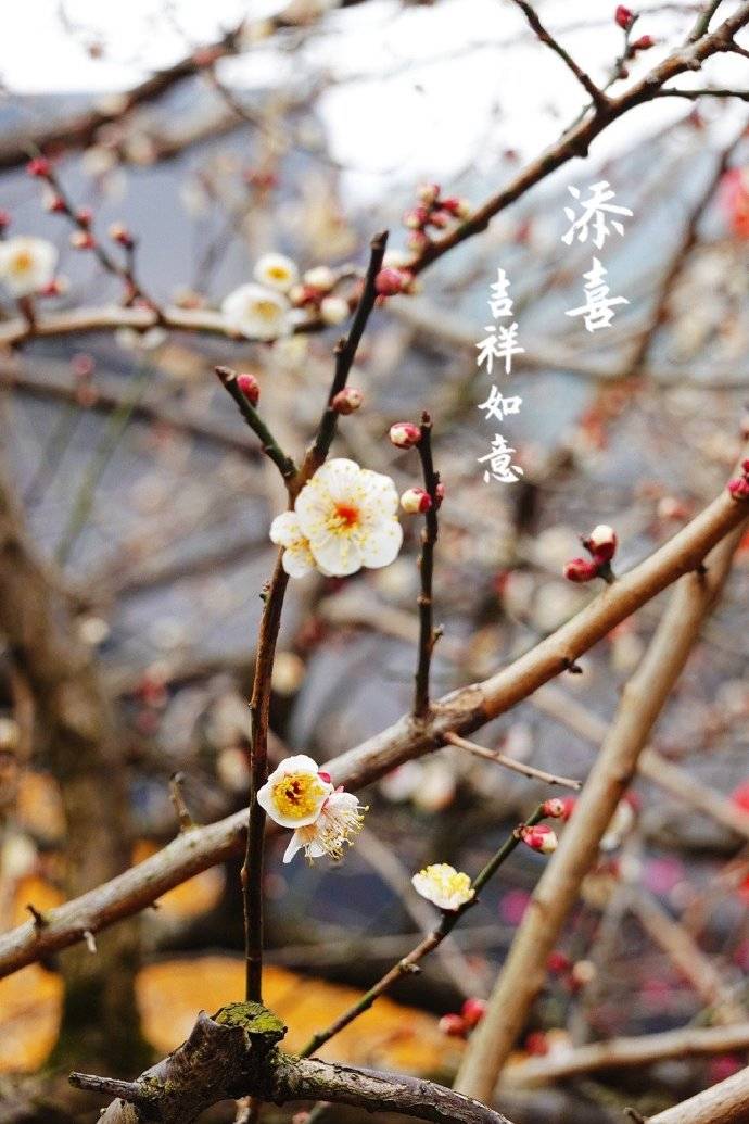 景区|正月十五元宵节，灵隐寺礼佛随拍到几张梅花