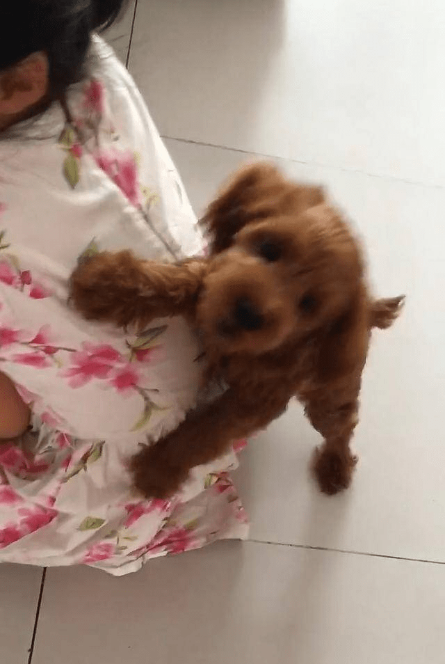 主人假装用拖鞋打女儿,泰迪见状的这个举动,主人看了很暖心_反应_滑板