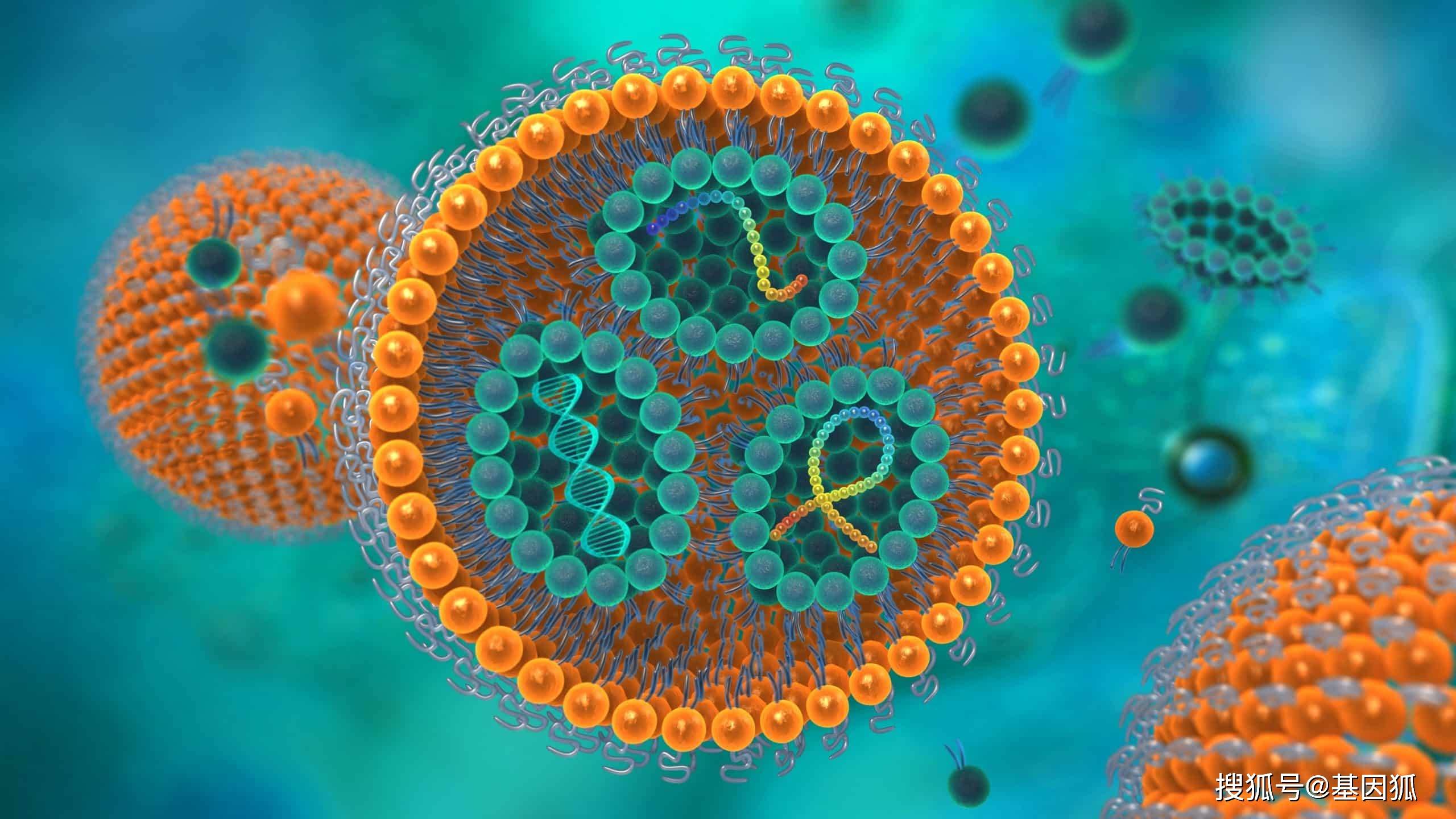 经验分享:脂质体及其在癌症治疗中应用_药物_超声_肿瘤