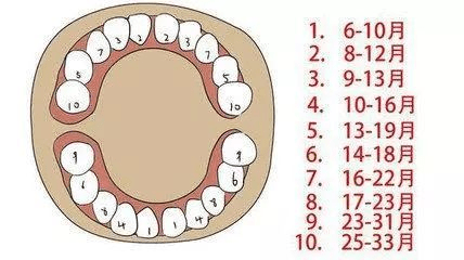 牙齒小知識:寶寶長牙的那些事兒_萌牙_乳牙_家長