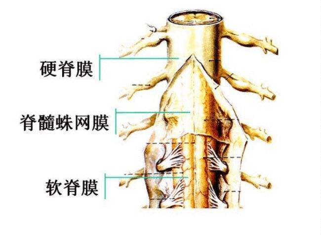 马尾神经损伤后怎样治疗