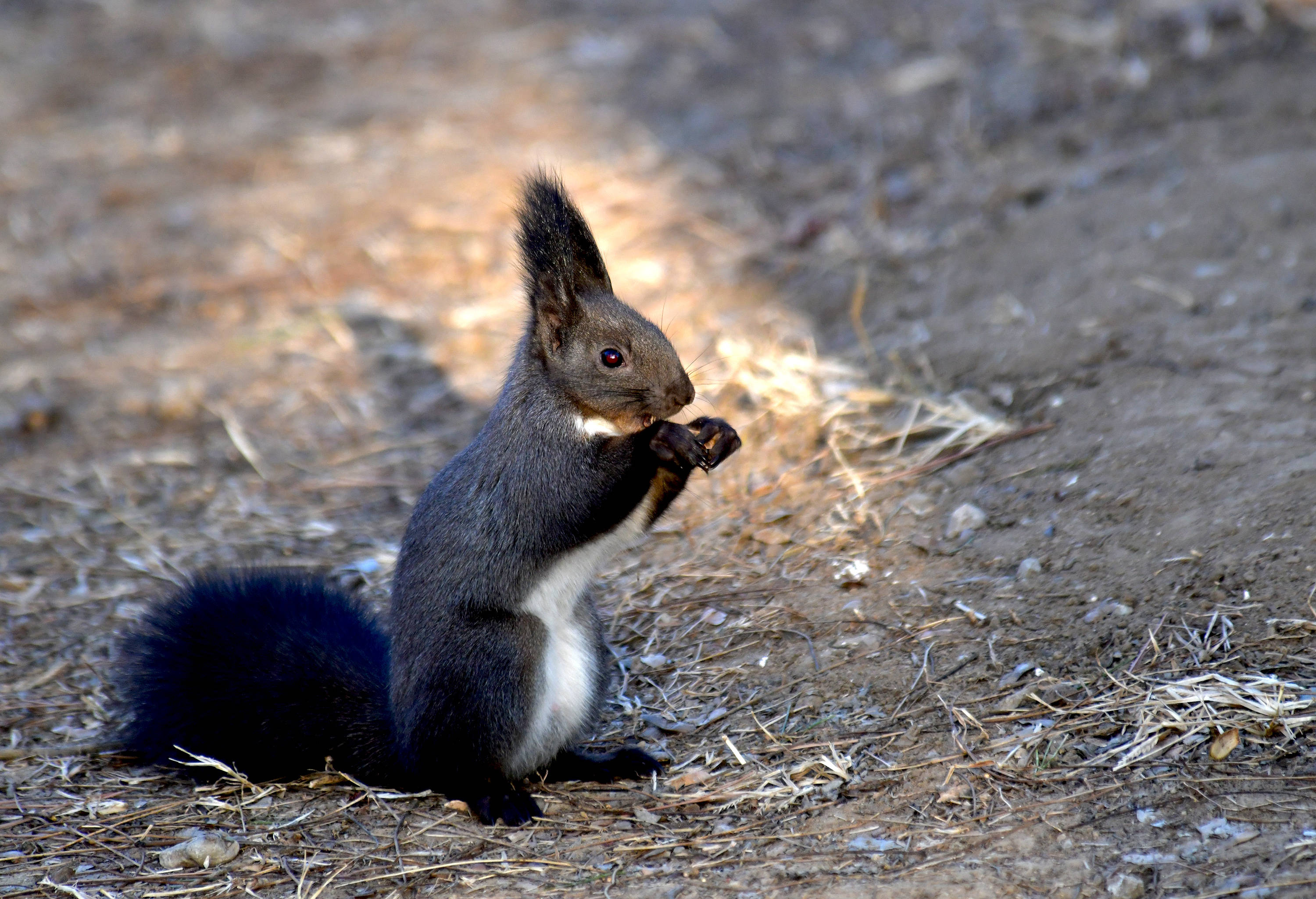 冬日暖阳下的黑松鼠_保护_地面_中国