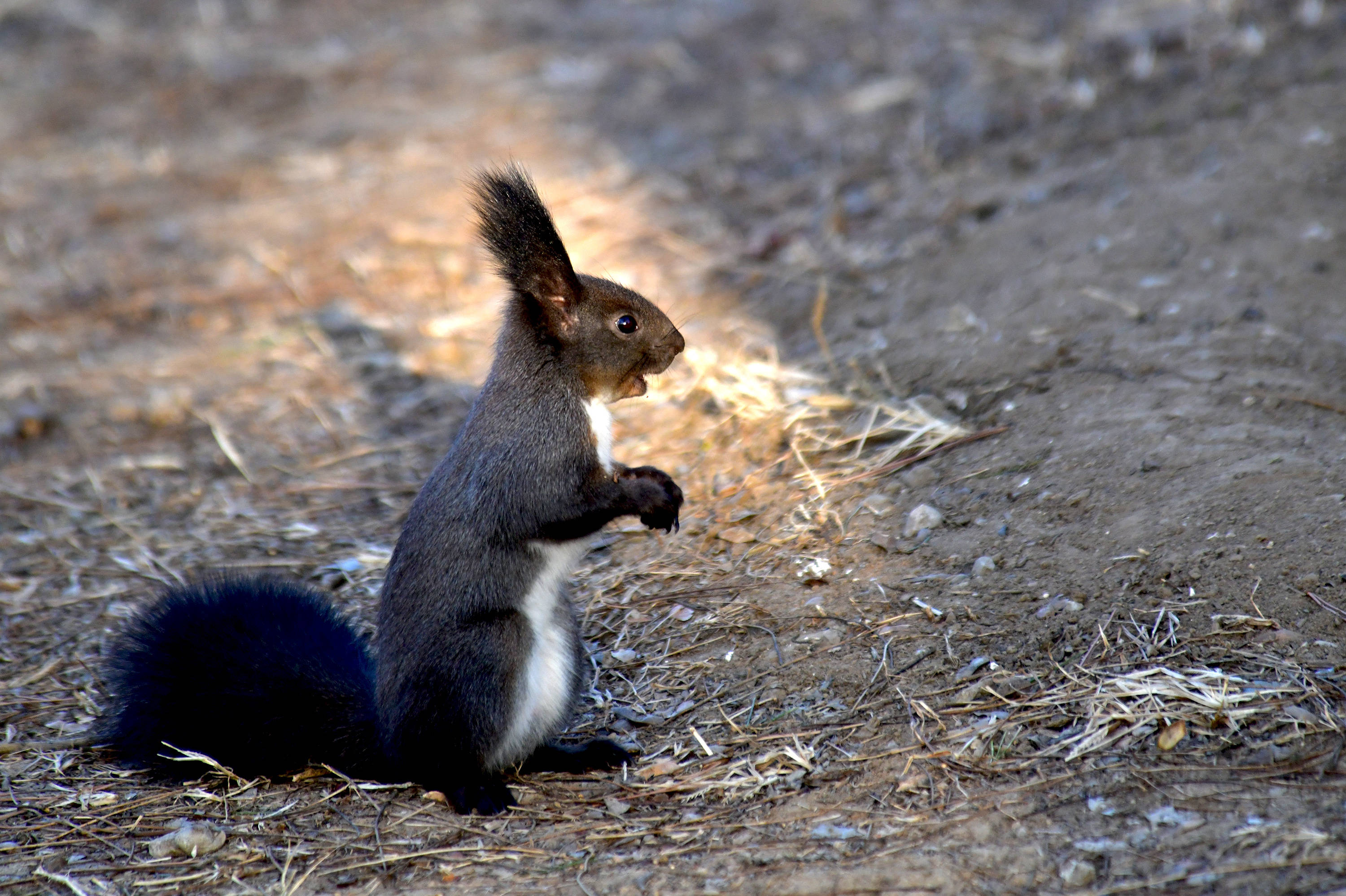 冬日暖阳下的黑松鼠_保护_地面_中国