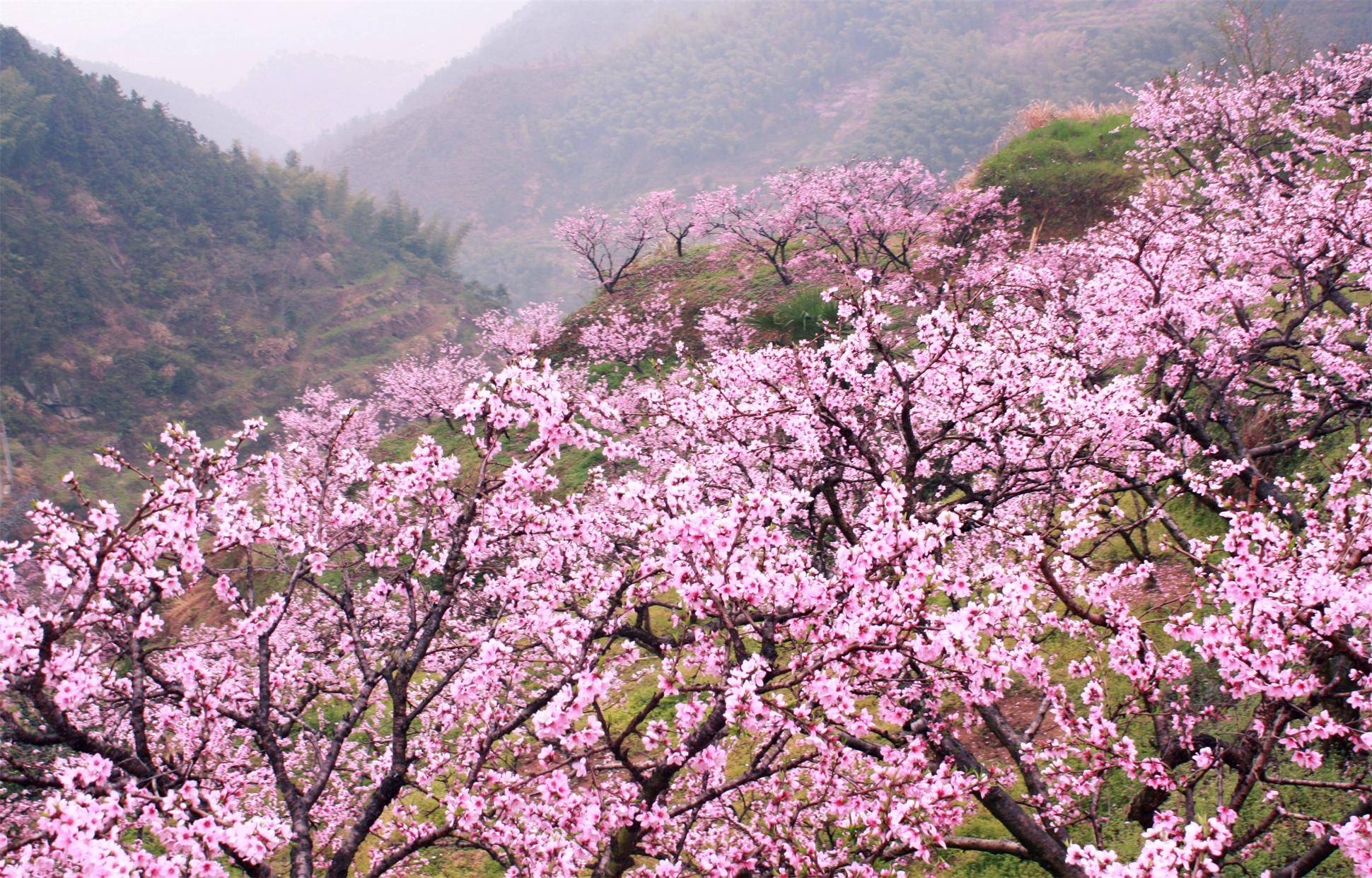 西藏林芝桃花节游玩攻略准备好了