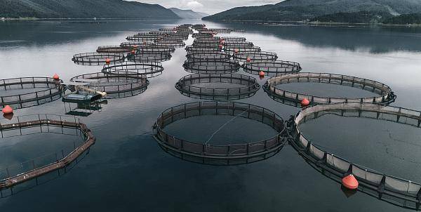 海洋养殖技术