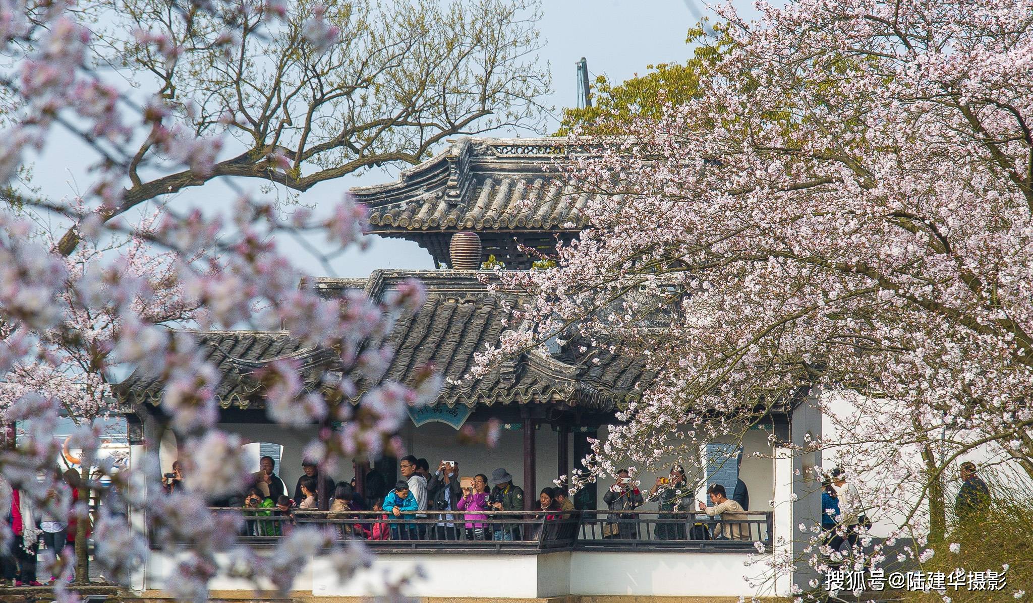 太湖|全城都在等樱花盛开，樱花说今年我晚点来