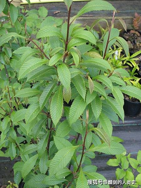 原创植物界全系列双子叶植物纲山龙眼目