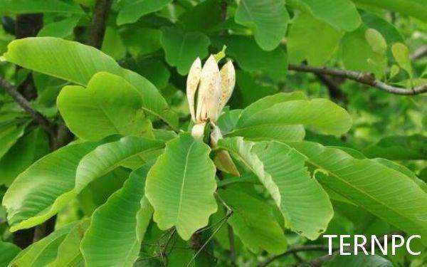中国特产树种——凹叶厚朴_植物_树皮_资源