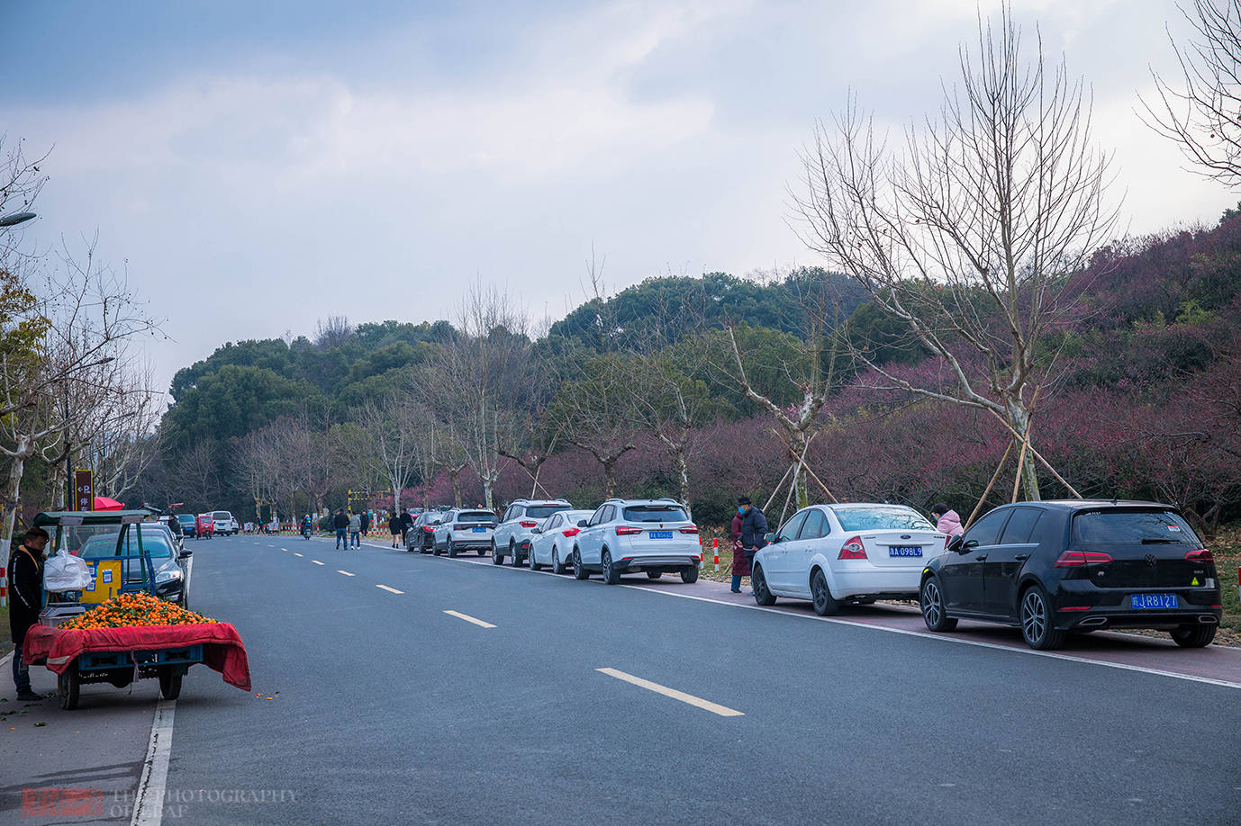 景点|杭州有个赏梅登山好去处，不用门票免费停车，就在市郊知道人不多