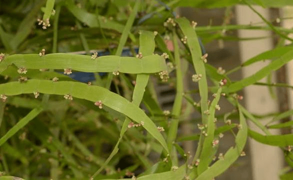 奇特的"飞天蜈蚣"——竹节蓼_植物_环境_器官