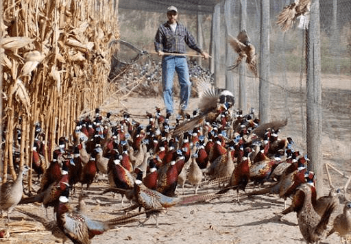 东北野鸡泛滥可是让农民伯伯犯了难,因为野鸡是杂食动物,像玉米,稻谷