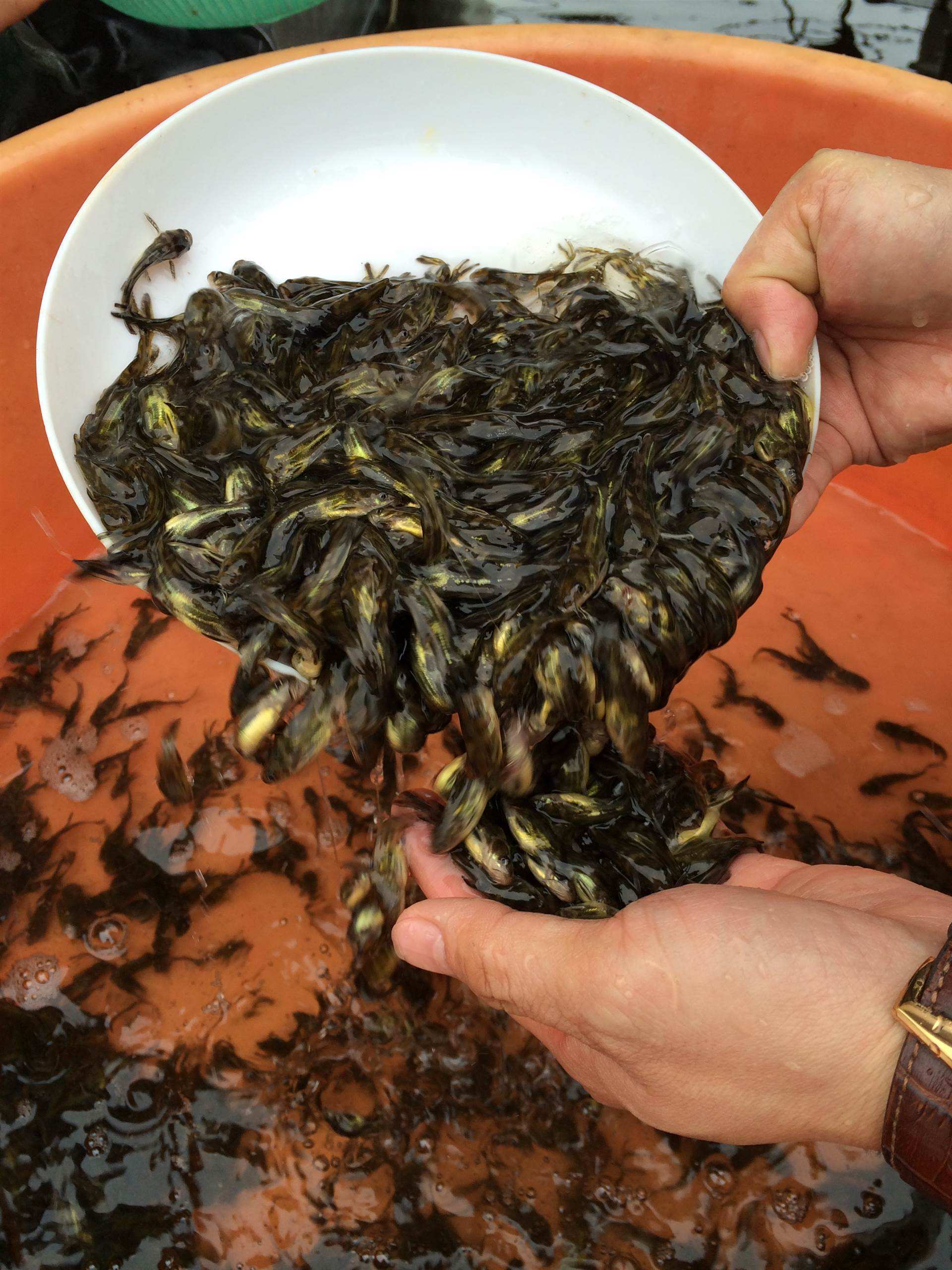 湖北源福生态农业有限公司 成丰之人工黄骨鱼怎样养殖_温度_水产_时间