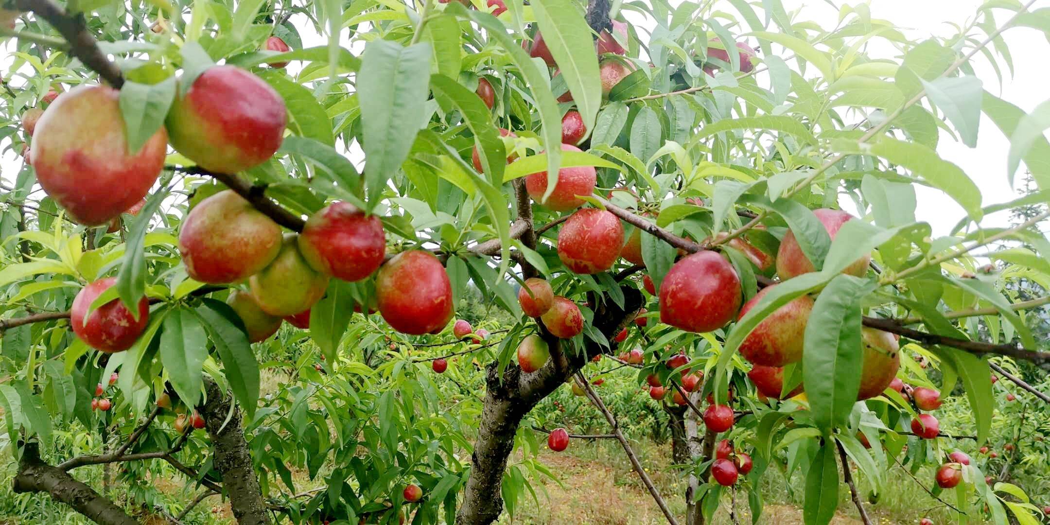 桃树的种植管理条件桃树用什么水溶肥料产量高