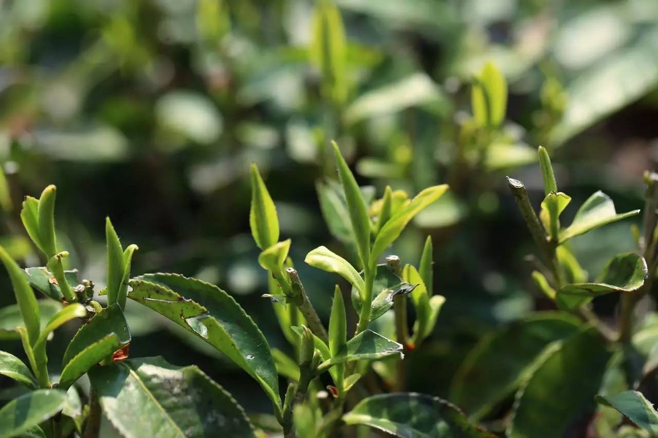 人体|长期喝福鼎白茶茶膏有什么好处？一篇科普让你一目了然