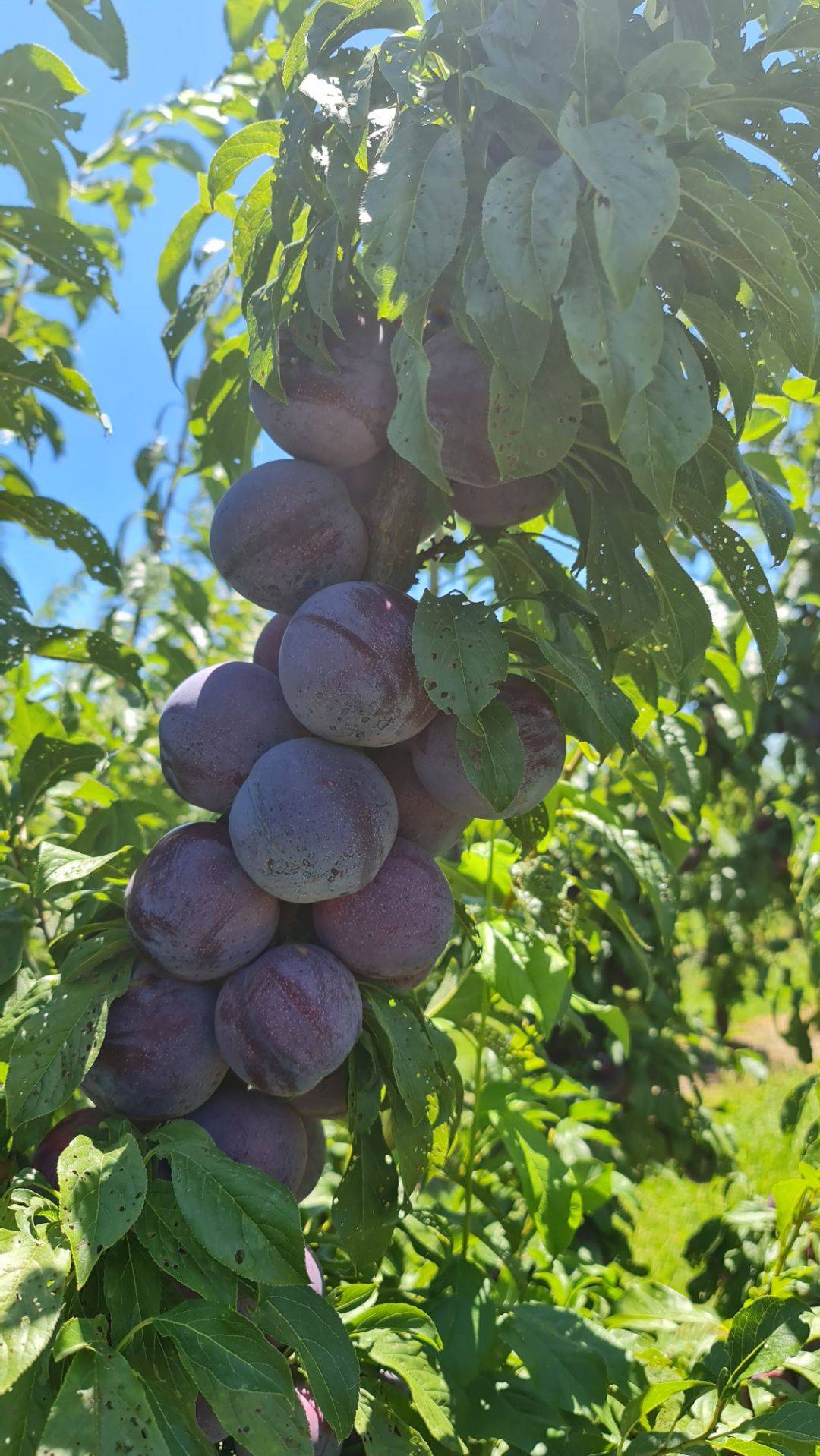 澳大利亚丝卡丽蓝莓李一颗李一盒莓这是啥水果