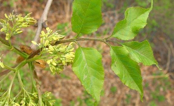 优良用材树种花曲柳