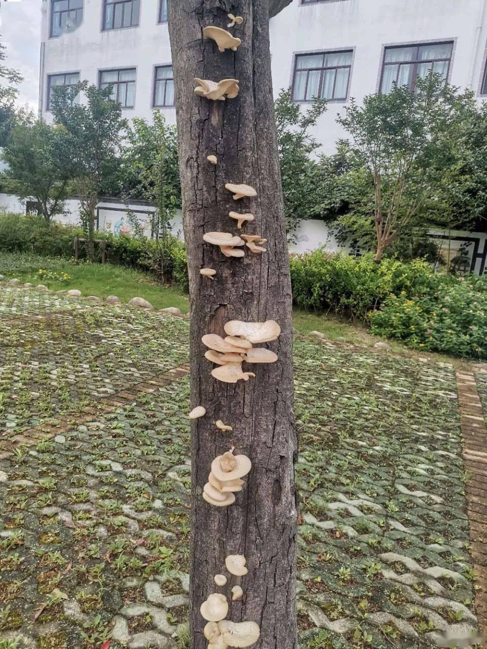 树上长蘑菇类的东西,实际上是一种菌导致的,这是病害,我们叫它腐朽病.