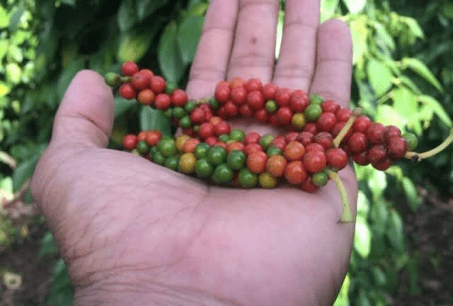 柬埔寨贡布胡椒年产量增长达80多吨