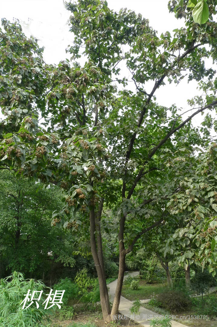 《诗经》里的植物辨识(二十三)枸是枳椇