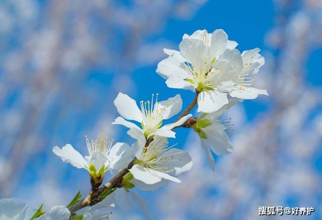 桃花|桃花十大观赏品种，哪一种更美？