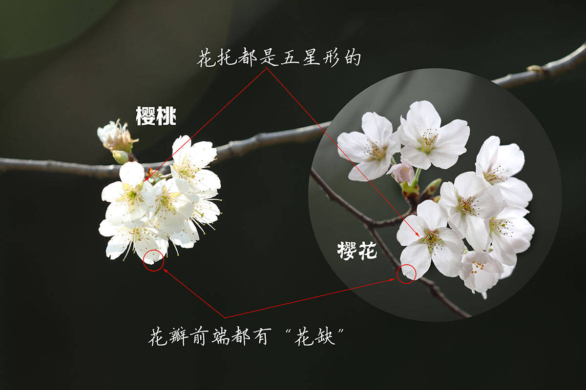 樱花样子的介绍种类图片
