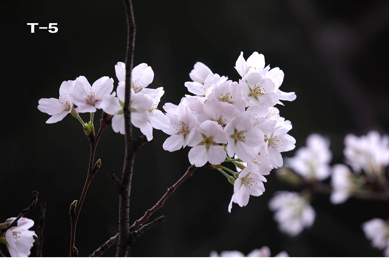 特征|哪个是樱花，哪个是樱桃花？你能否分清？