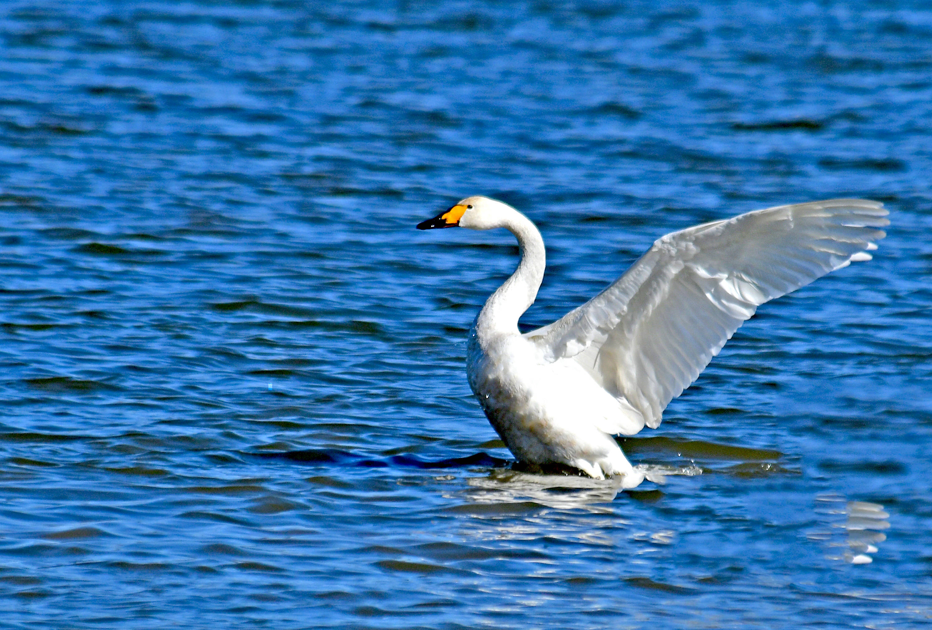 国家二级保护动物小天鹅上