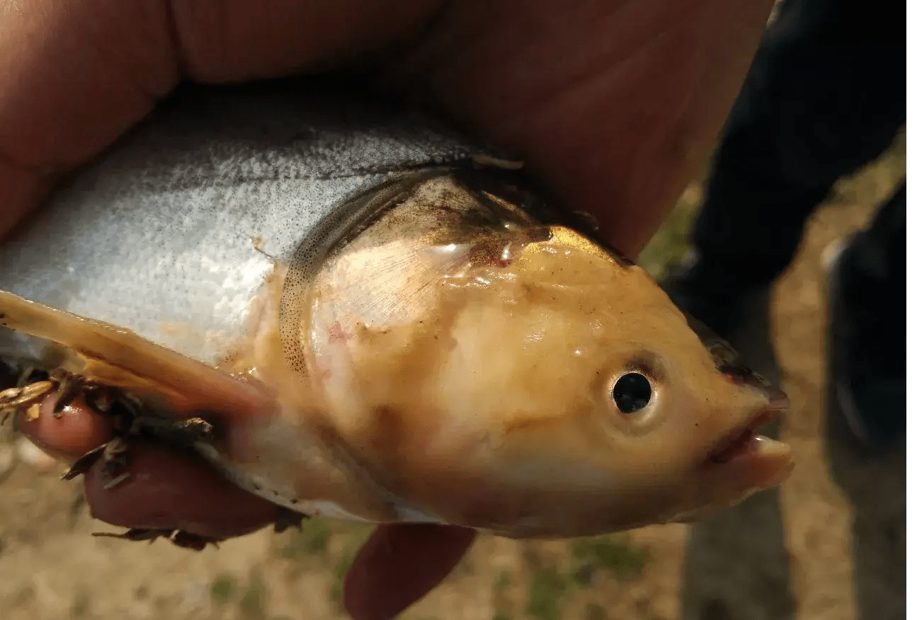 【我善治漁】魚得了水黴病,真的扛不住,一塘生魚全完了!