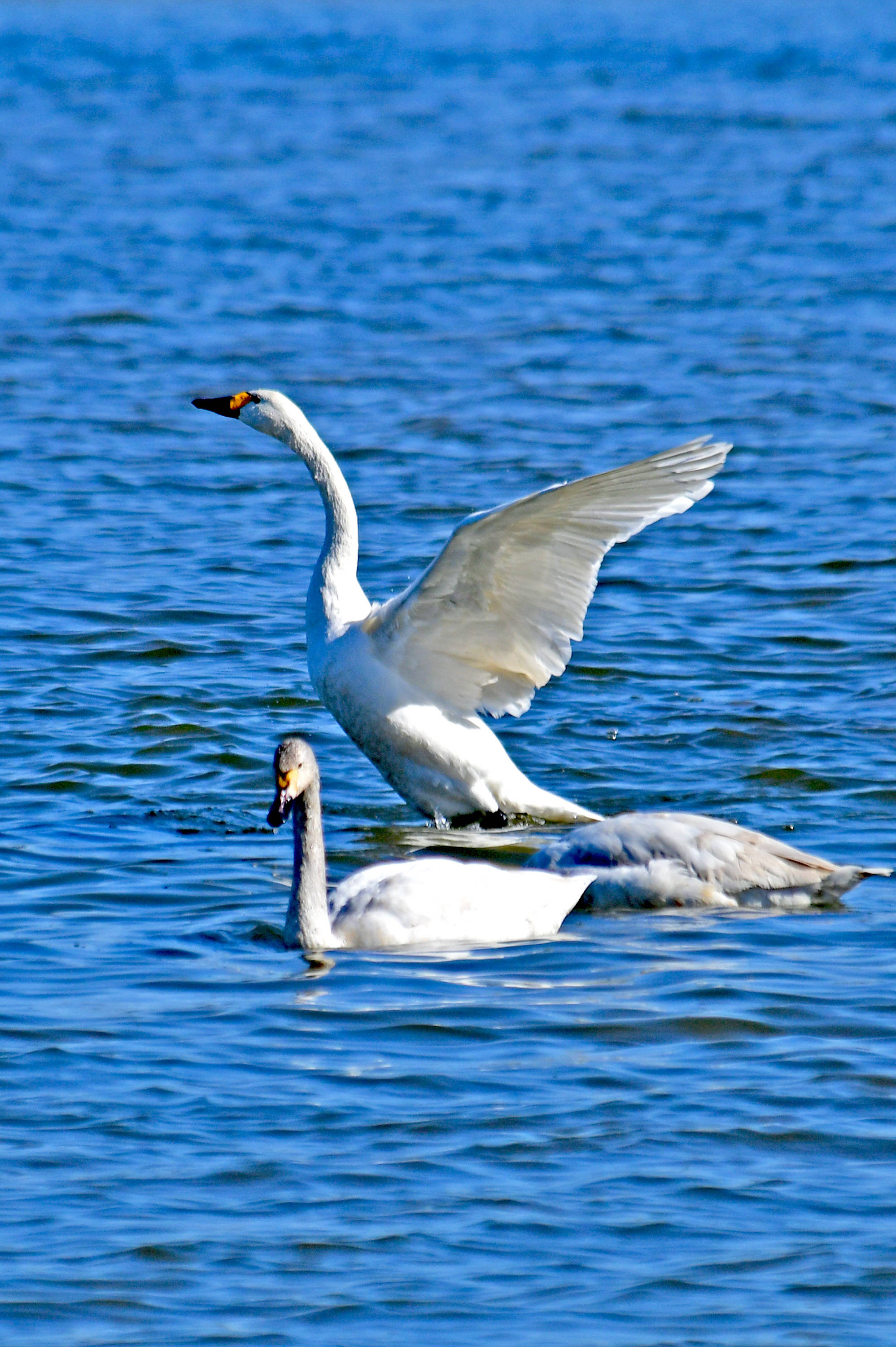 国家二级保护动物——小天鹅(下)