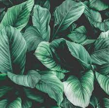 Velmant天然植物护肤Oc多肽因子正在兴起