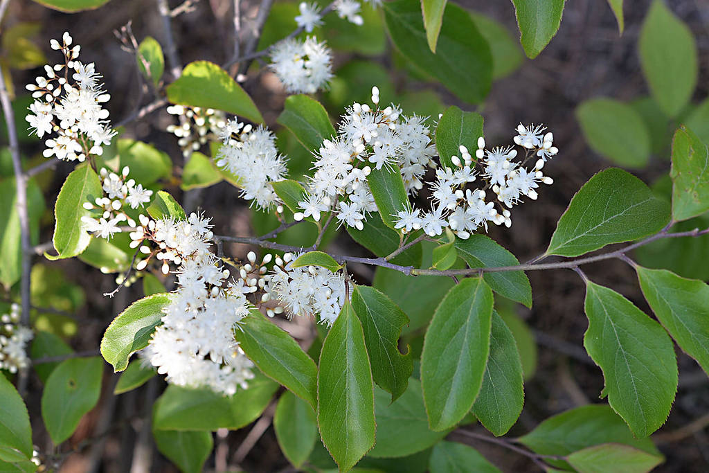 至于"檀车幝幝"(《小雅·杕杜》),"檀车煌煌"(《大雅 大明》)的檀车用