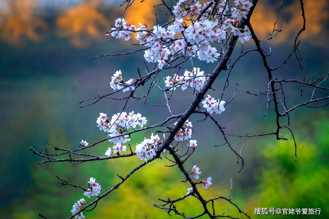 生活|三月游婺源，遇见厚塘庄园，把春天带回家