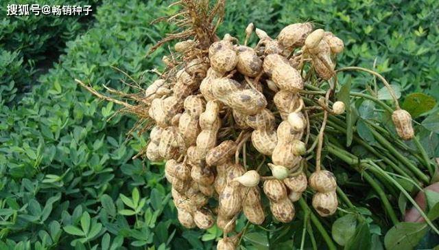 河南省花生田间防涝减灾技术指导意见