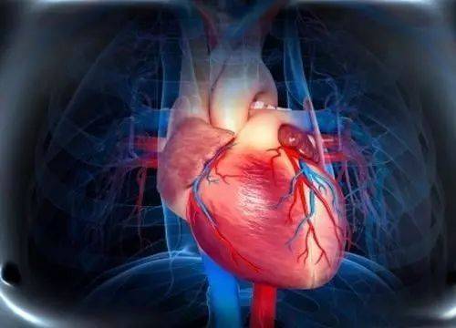 赛尔再生分享日本利用老鼠干细胞培育出迷你心脏干细胞究竟蕴含多大的