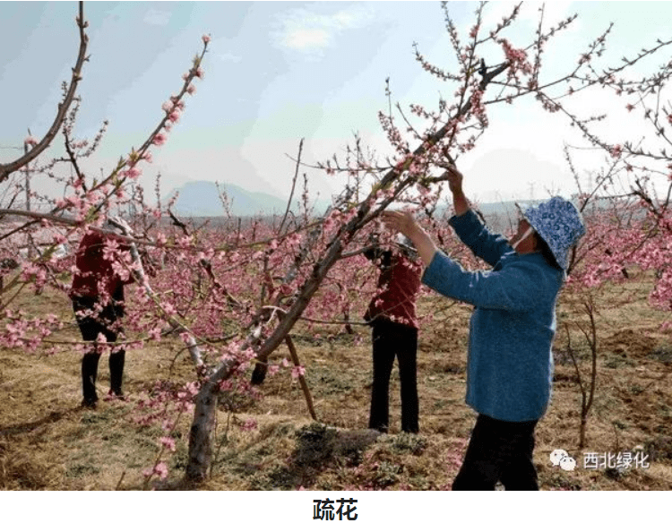 桃树疏花疏果技术要点