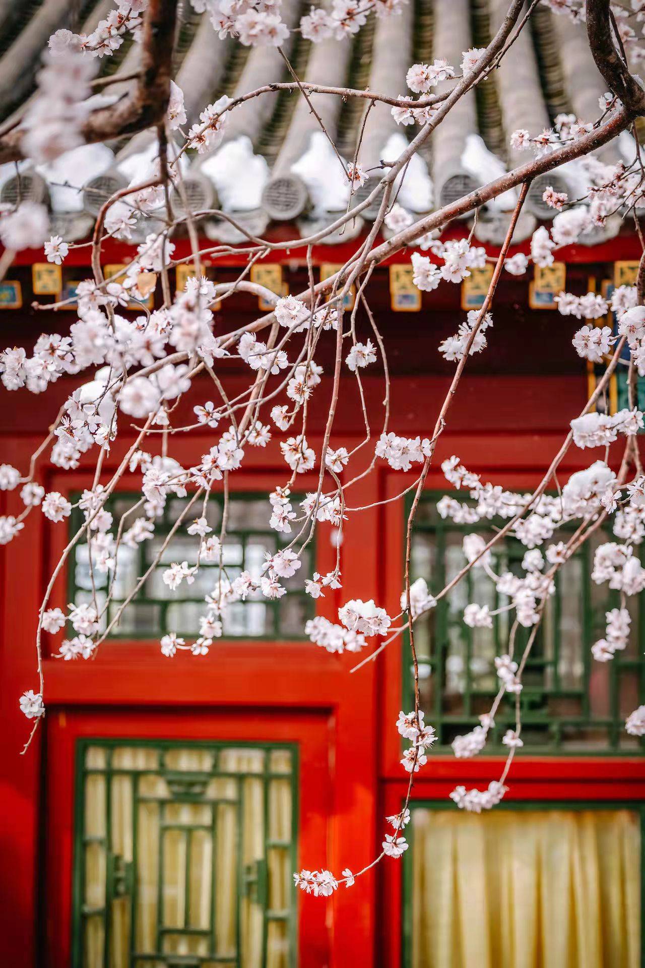 花朵|燕京八景，琼岛春阴！北海公园的山桃花又开好啦！