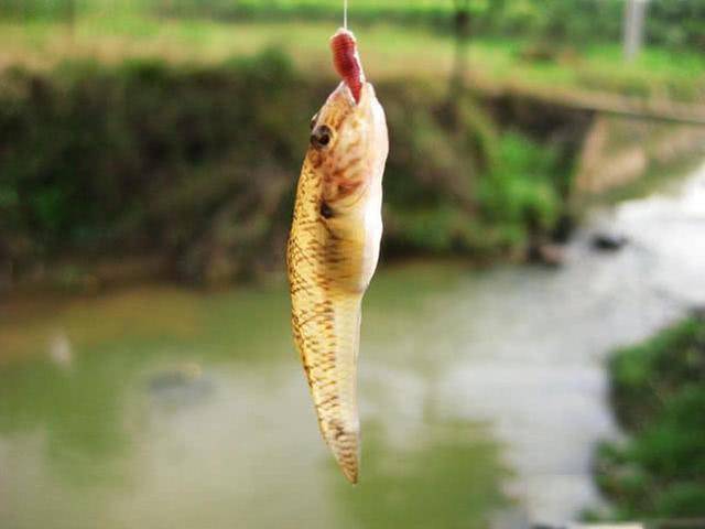 趴地虎魚也是常碰到的小雜魚,它們咬鉤後,浮漂會原地左右晃動,如果魚