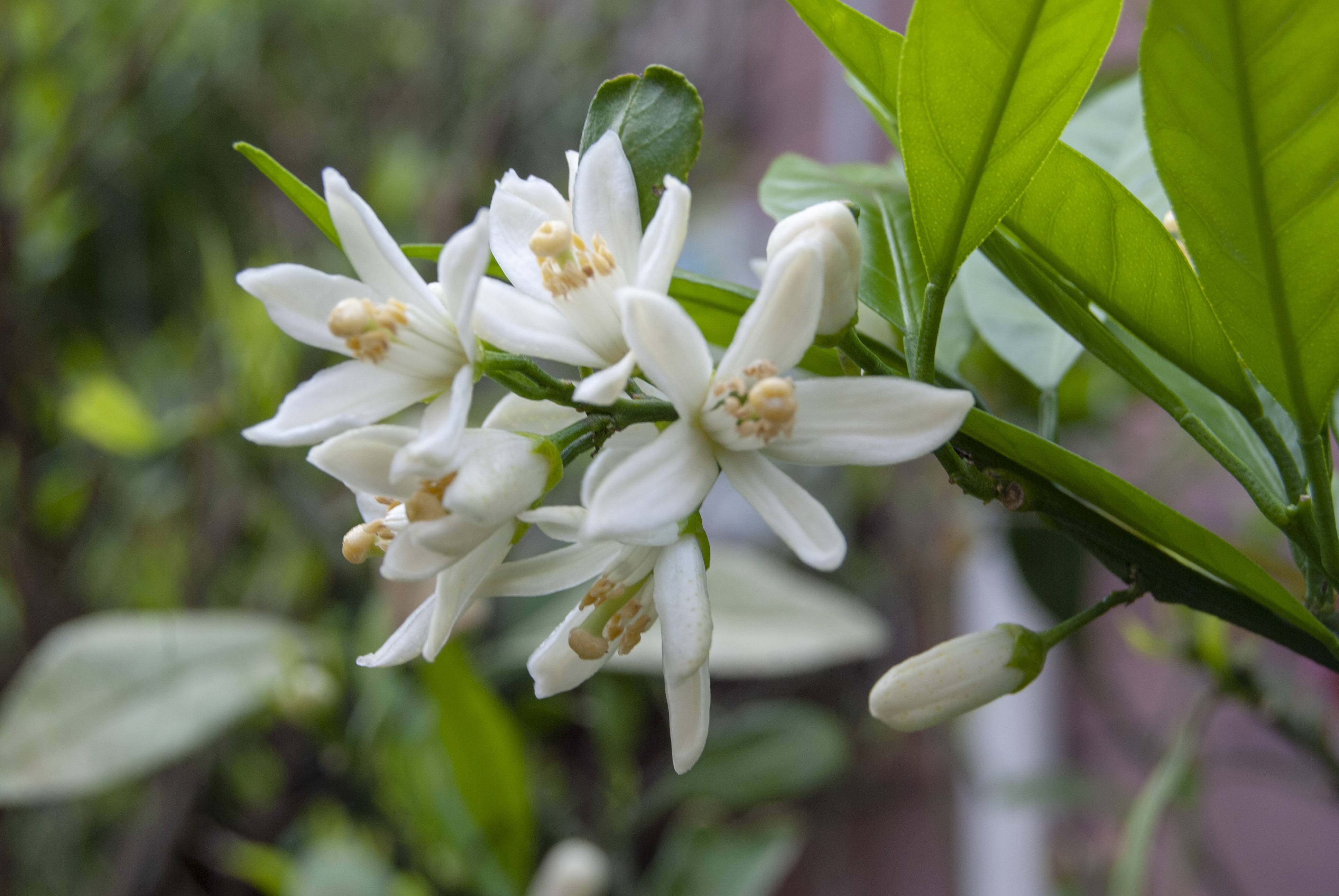 柑橘花期遇阴雨天气用什么水溶肥可以保花保果