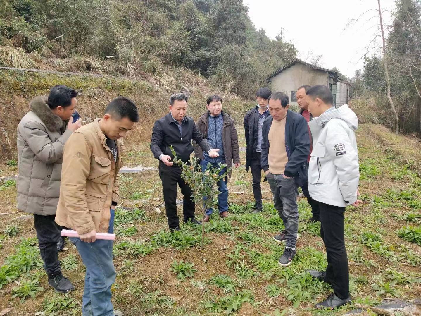 大果油茶试验示范基地里的大科技 