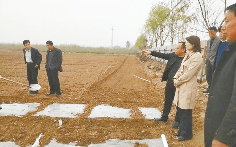 淳化縣官莊鎮焦家村園地墾造後種植的玉米長勢良好.