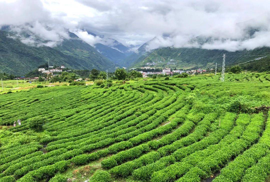 墨脱茶简介图片