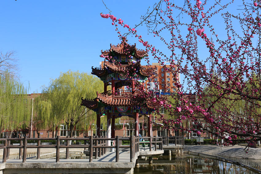 图说贺阳樱花玉兰盛开的保定理工学院