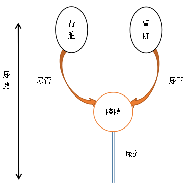 狗狗得了肾结石怎么办如何治疗吃药好还是手术好