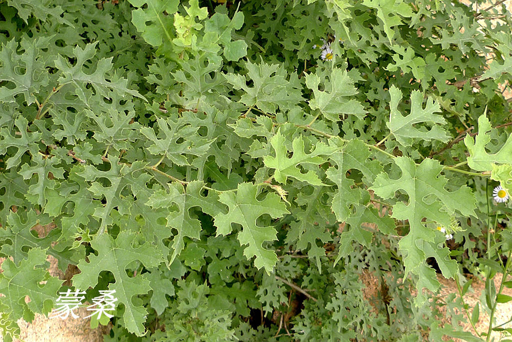 除了桑和鲁桑,北方常见的野生桑还有蒙桑.