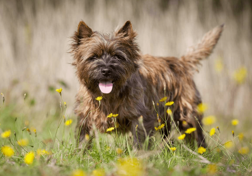 绿野仙踪中的托托是什么狗