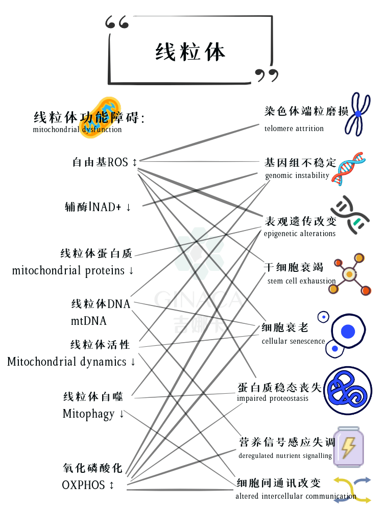 衰老之线粒体功能障碍最全衰老手册