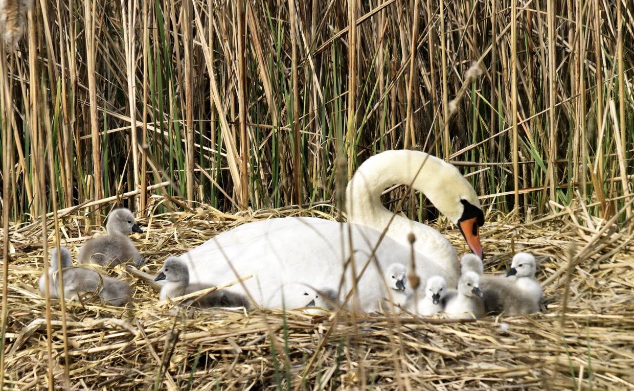 郑州北龙湖疣鼻天鹅喜迎第三窝鹅宝宝