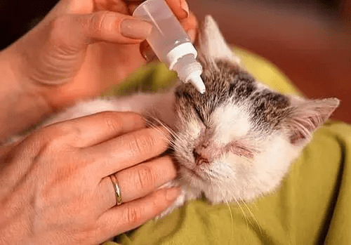 症状_猫咪_分泌物