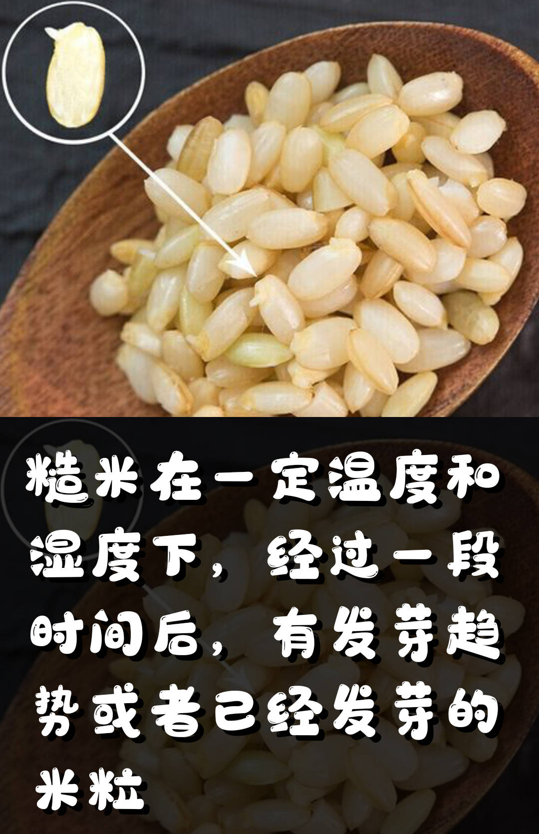 胚芽米糙米抛光米到底有什么区别