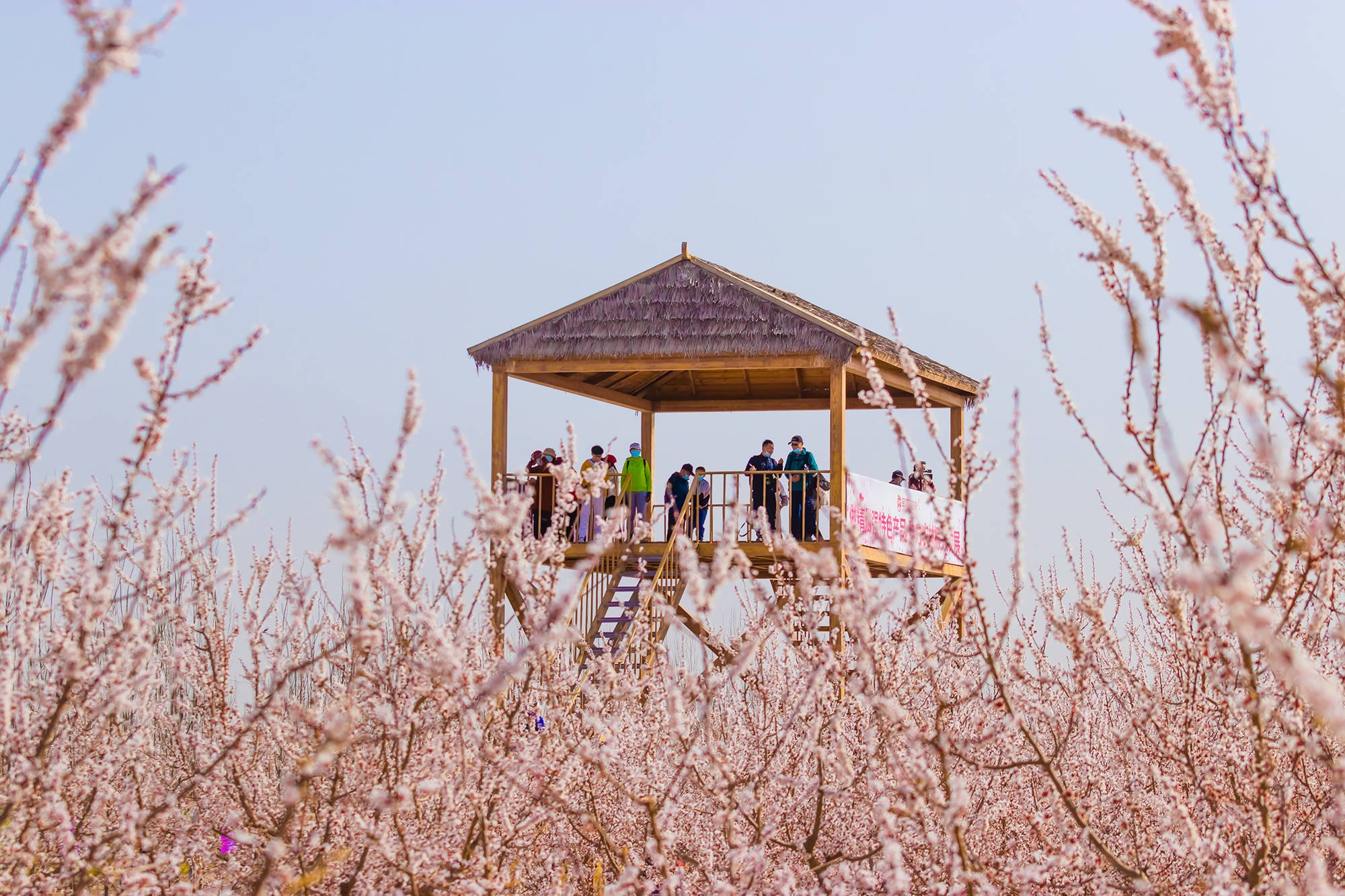 金满园大美甘州杏花艺术节